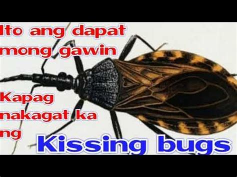Alamin ang peligrong dulot ng 'Kissing Bug' na nakikita sa mga .